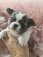 Tyson, a male Chihuahua for sale in Brooksville, FL – 5 of 8
