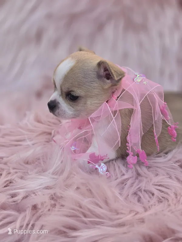 Ellie – Chihuahua puppy for sale in Brooksville, FL