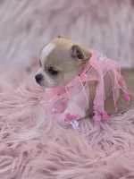 Ellie, a female Chihuahua for sale in Brooksville, FL – 1 of 9