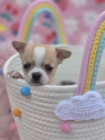 Ellie, a female Chihuahua for sale in Brooksville, FL – 2 of 9
