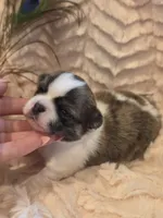 Tyson, a male Chihuahua for sale in Brooksville, FL – 3 of 8