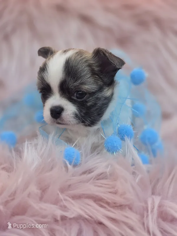 Tyson – Chihuahua puppy for sale in Brooksville, FL