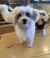 Puddles, a male Maltipoo and Poodle - Toy  for sale in Cameron, OK – Photo 5 of 7