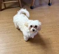 Puddles, a male Maltipoo and Poodle - Toy  for sale in Cameron, OK – Photo 3 of 7