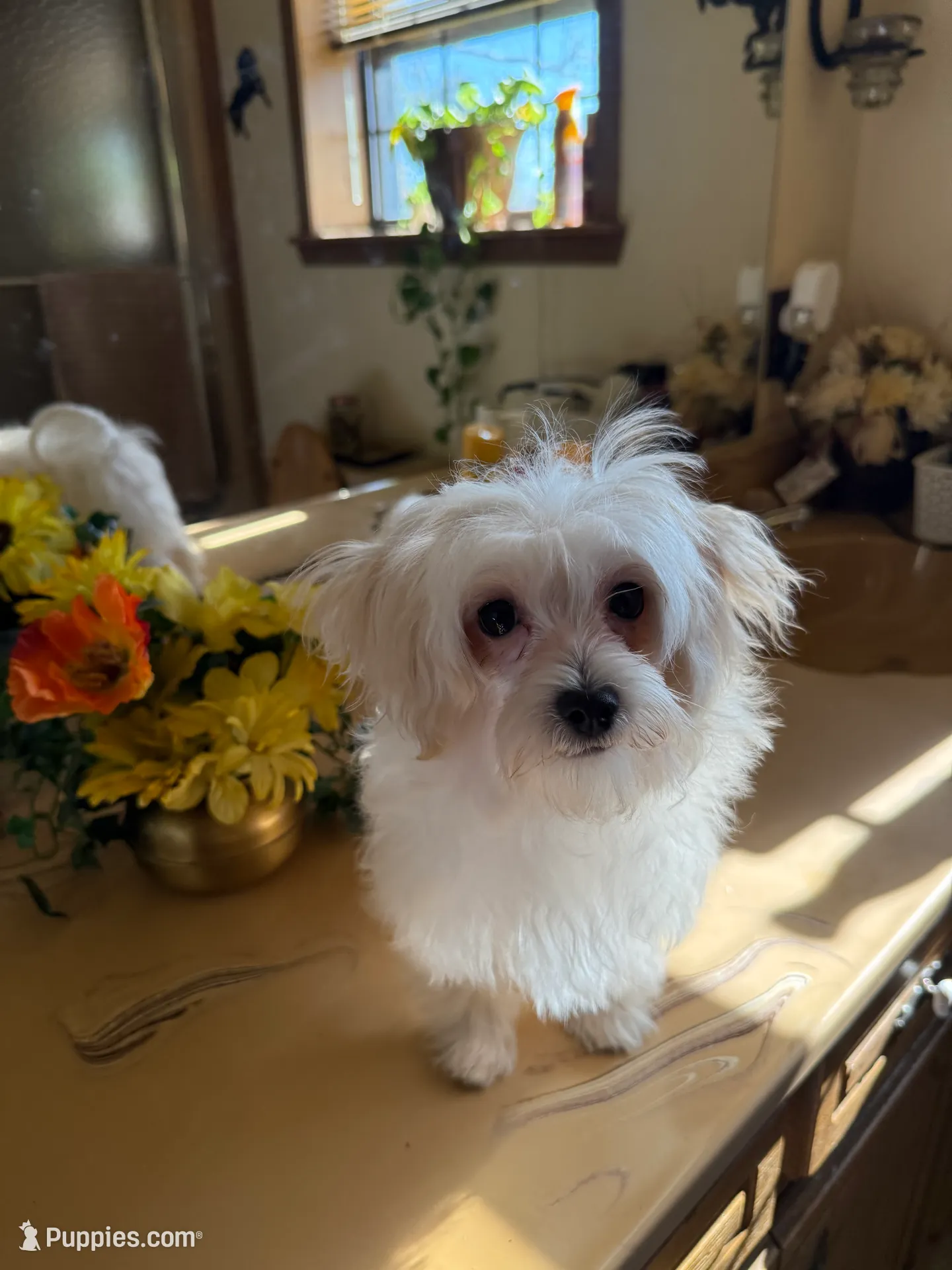 Puddles, a male Maltipoo and Poodle - Toy  for sale in Cameron, OK – Photo 7 of 7