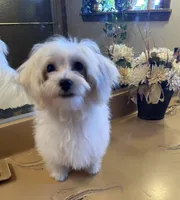 Puddles, a male Maltipoo and Poodle - Toy  for sale in Cameron, OK – Photo 2 of 7