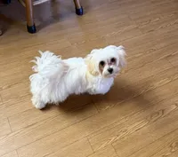 Puddles, a male Maltipoo and Poodle - Toy  for sale in Cameron, OK – Photo 4 of 7