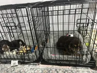 Cash , a male Cocker Spaniel for sale in Waterloo, IA – 8 of 10