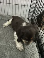 Cash , a male Cocker Spaniel for sale in Waterloo, IA – 7 of 10