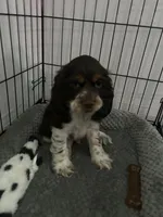 Cash , a male Cocker Spaniel for sale in Waterloo, IA – 6 of 10