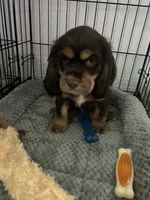 Cash , a male Cocker Spaniel for sale in Waterloo, IA – 2 of 10