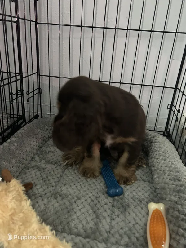 Cash  – Cocker Spaniel puppy for sale in Waterloo, IA