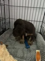 Cash , a male Cocker Spaniel for sale in Waterloo, IA – 1 of 10
