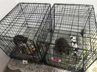 Cash , a male Cocker Spaniel for sale in Waterloo, IA – 5 of 10