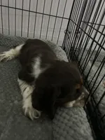 Cash , a male Cocker Spaniel for sale in Waterloo, IA – 10 of 10