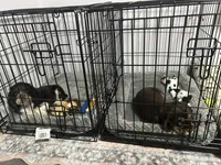 Cash , a male Cocker Spaniel for sale in Waterloo, IA – 4 of 10