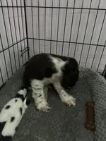 Cash , a male Cocker Spaniel for sale in Waterloo, IA – 3 of 10
