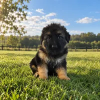 Black, a female German Shepherd Dog for sale in Spring Hill, FL – 1 of 1
