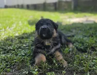 Yellow, a female German Shepherd Dog for sale in Spring Hill, FL – 2 of 5