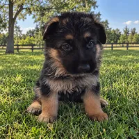 Orange, a male German Shepherd Dog for sale in Spring Hill, FL – 1 of 2