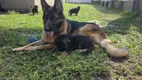 Yellow, a female German Shepherd Dog for sale in Spring Hill, FL – 4 of 5