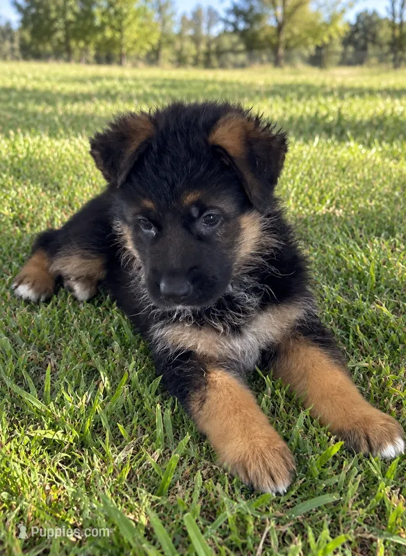 Yellow – German Shepherd Dog puppy for sale in Spring Hill, FL
