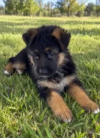 Yellow, a female German Shepherd Dog for sale in Spring Hill, FL – 1 of 5