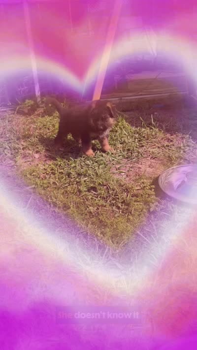 Yellow, a female German Shepherd Dog for sale in Spring Hill, FL – 5 of 5
