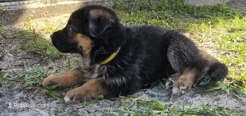 Yellow – German Shepherd Dog puppy for sale in Spring Hill, FL