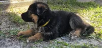 Yellow, a female German Shepherd Dog for sale in Spring Hill, FL – 3 of 5