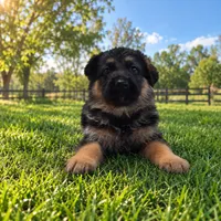 Orange, a male German Shepherd Dog for sale in Spring Hill, FL – 2 of 2