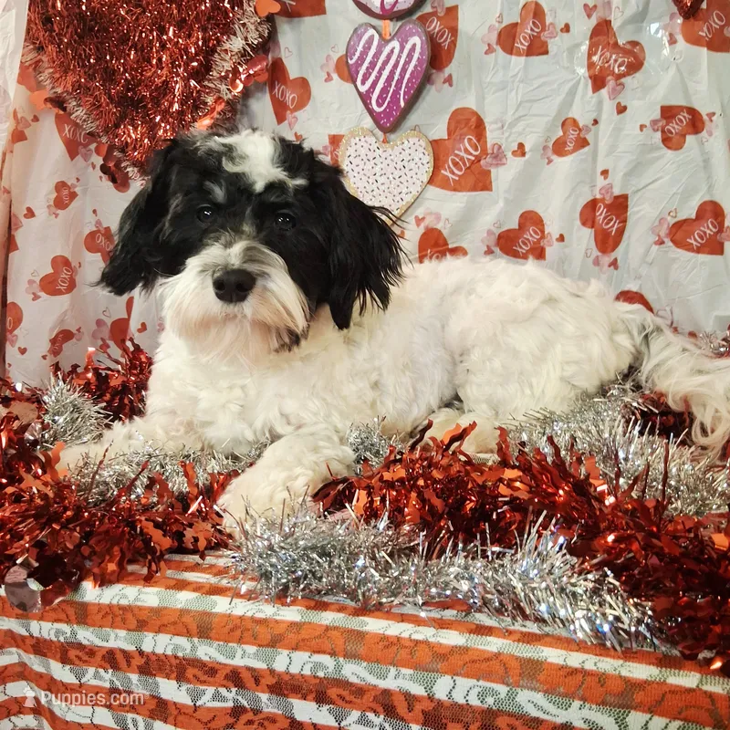 Frost AKC GCH bloodlines