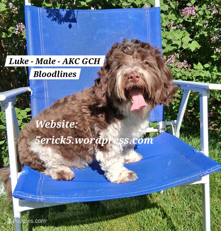 Luke (AKC GCH bloodlines) – Havanese puppy for sale in Huron, SD