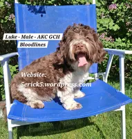 Luke (AKC GCH bloodlines), a male Havanese for sale in Huron, SD – 1 of 1