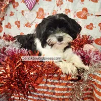 Peanut AKC GCH bloodlines, a male Havanese for sale in Huron, SD – Photo 1 of 4