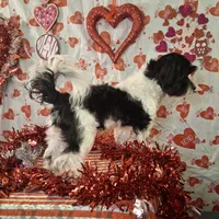 Peanut AKC GCH bloodlines, a male Havanese for sale in Huron, SD – Photo 4 of 4