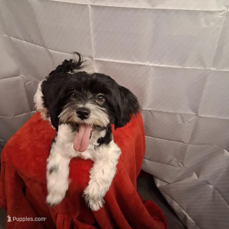 Peanut AKC GCH bloodlines – Havanese puppy for sale in Huron, SD