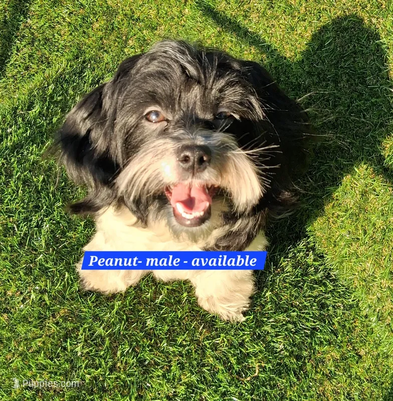 Peanut AKC GCH bloodlines – Havanese puppy for sale in Huron, SD