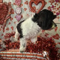 Peanut AKC GCH bloodlines, a male Havanese for sale in Huron, SD – Photo 2 of 4