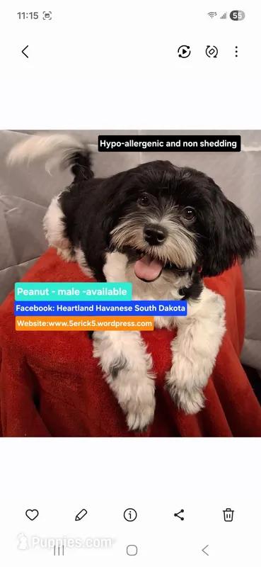 Peanut AKC GCH bloodlines