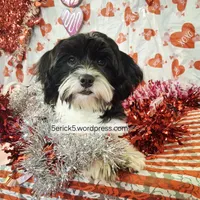 Peanut AKC GCH bloodlines, a male Havanese for sale in Huron, SD – Photo 3 of 4