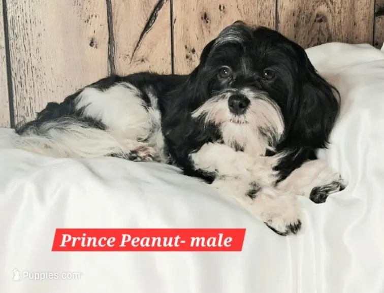Peanut AKC GCH bloodlines – Havanese puppy for sale in Huron, SD