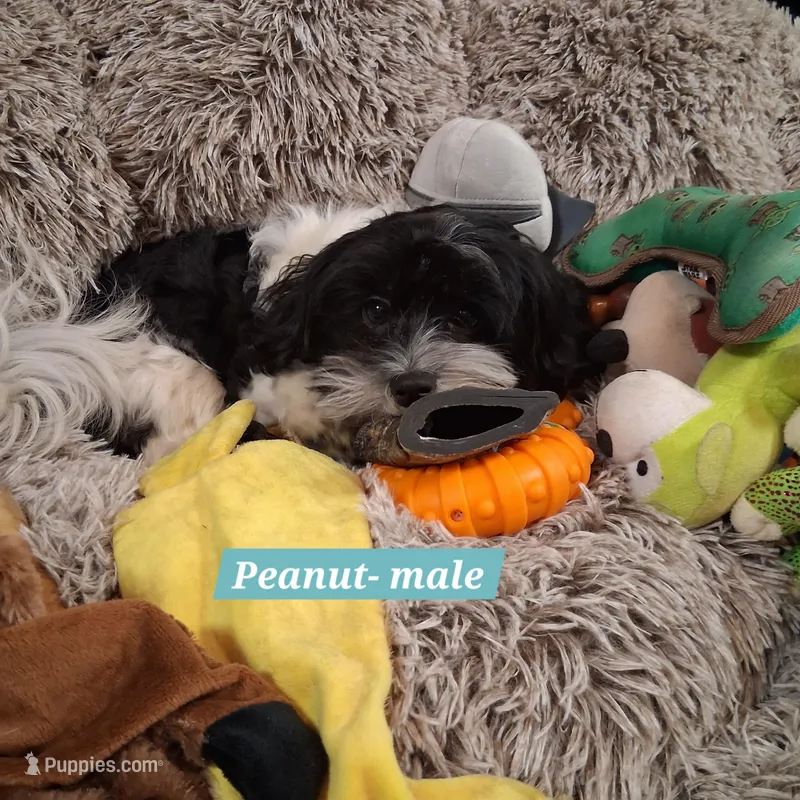 Peanut AKC GCH bloodlines – Havanese puppy for sale in Huron, SD