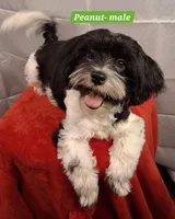 AKC Peanut GCH bloodlines , a male Havanese for sale in Huron, SD – 2 of 2