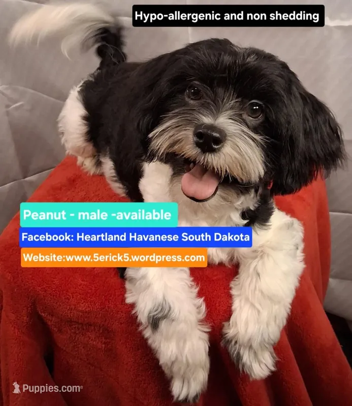 Peanut AKC GCH bloodlines – Havanese puppy for sale in Huron, SD