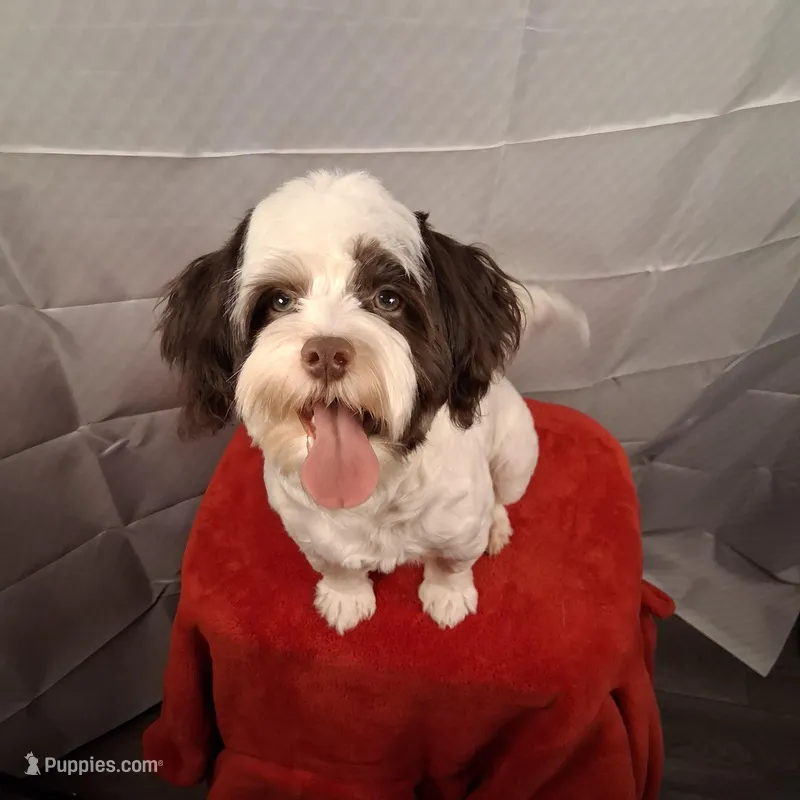 OBI AKC GCH bloodlines – Havanese puppy for sale in Huron, SD