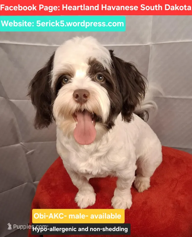 OBI AKC GCH bloodlines – Havanese puppy for sale in Huron, SD