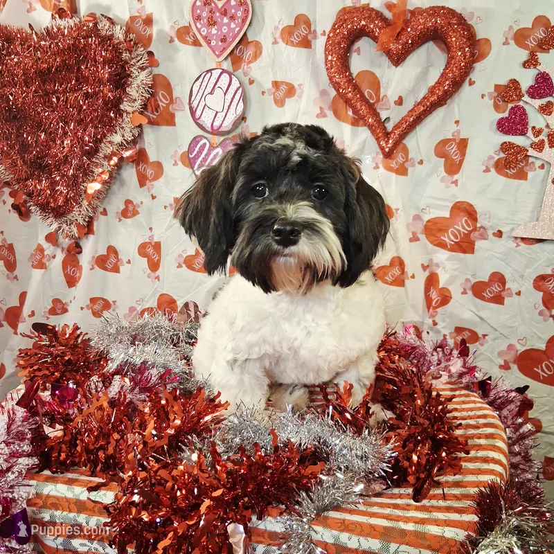 Checkers AKC GCH bloodlines