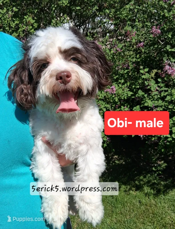 AKC Obi GCH bloodlines , a male Havanese for sale in Huron, SD – 1 of 1