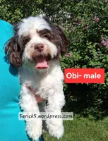 AKC Obi GCH bloodlines , a male Havanese for sale in Huron, SD – 1 of 1
